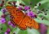 Gulf Fritillary - Photo by Doug Kimball
